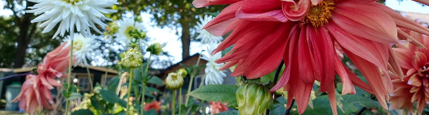 dahlia2header.jpg
